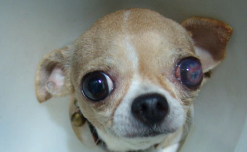 狗狗眼睛受傷治療