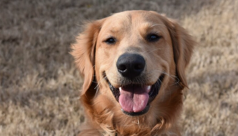 如何延长黃金獵犬壽命