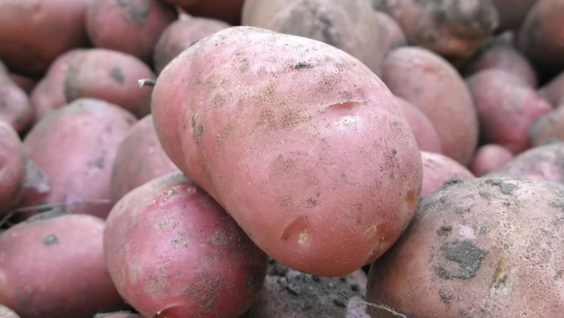 紅皮馬鈴薯料理