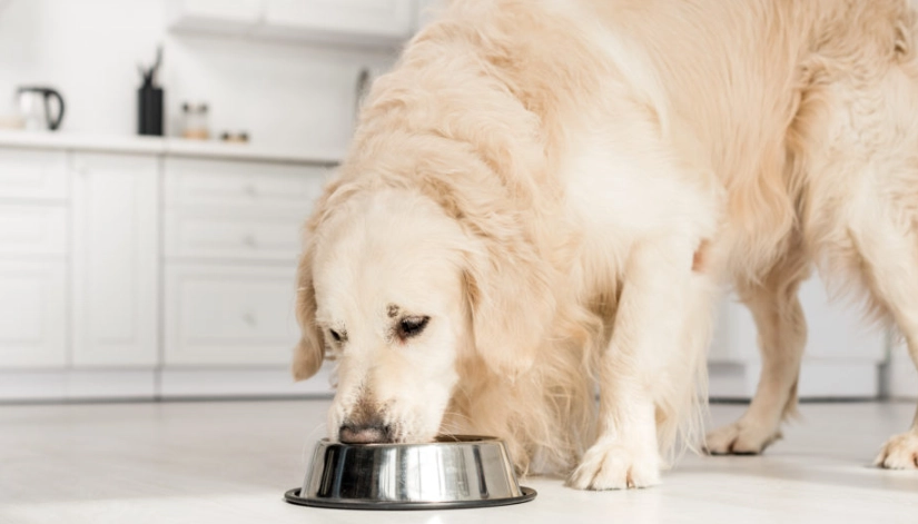 狗狗皮膚過敏吃什麼飼料？獸醫教你挑對低敏飼料配方