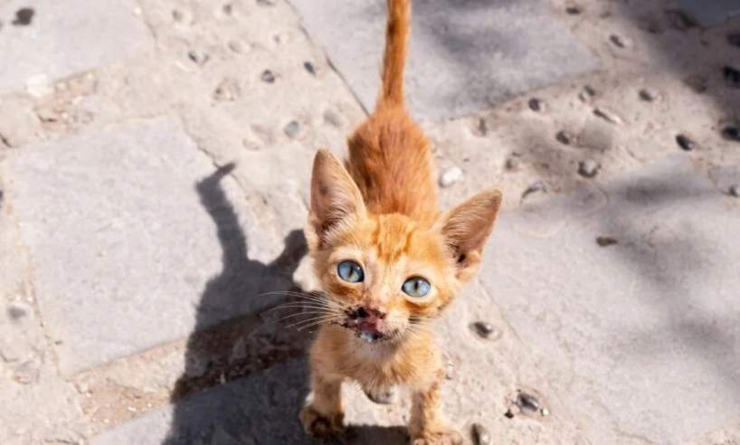 貓咪甩尾巴什麼意思？完整解讀尾巴語言與情緒信號