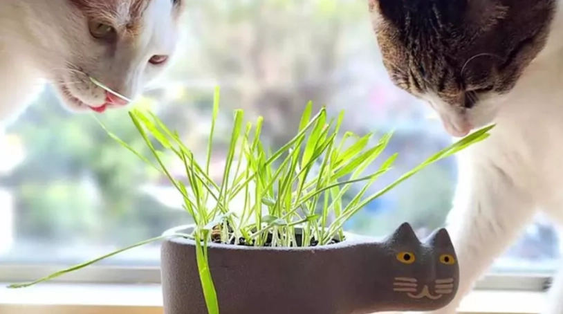 貓薄荷 安全使用