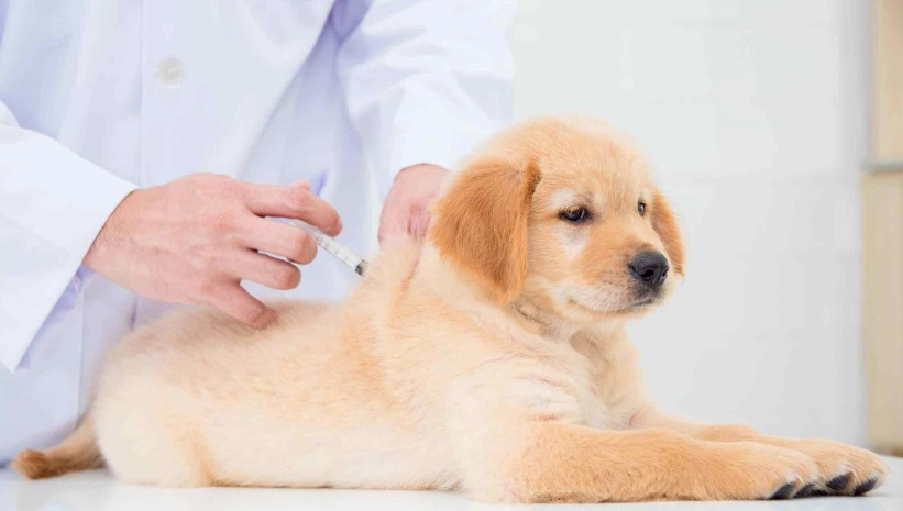 八合一疫苗施打時間