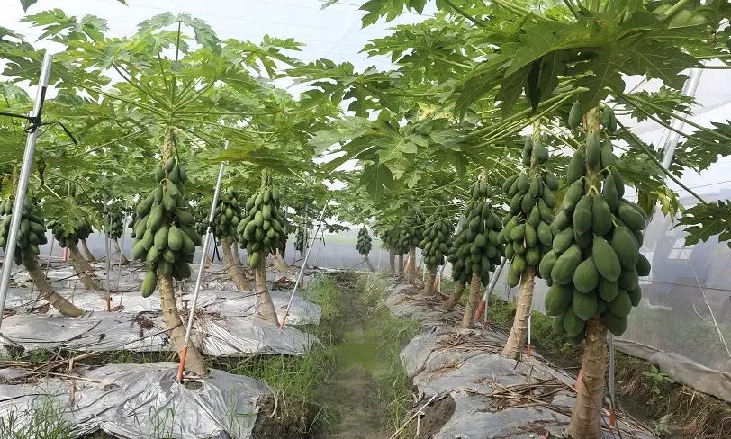 木瓜種植施肥全攻略：從基礎到進階，打造高甜度果實的關鍵技巧