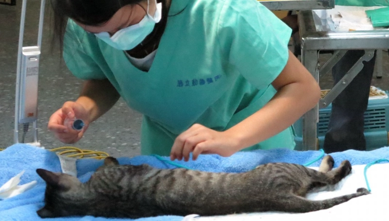 結紮後貓咪行為