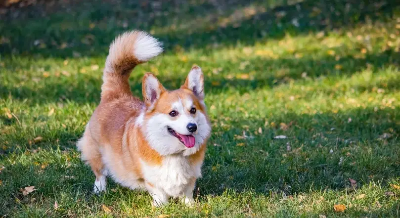 柯基智商高嗎？揭開犬類智商排名與柯基實際表現的真相