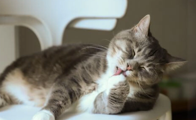 貓奴必讀！解密貓咪行為學：從叫聲到肢體語言的完全指南