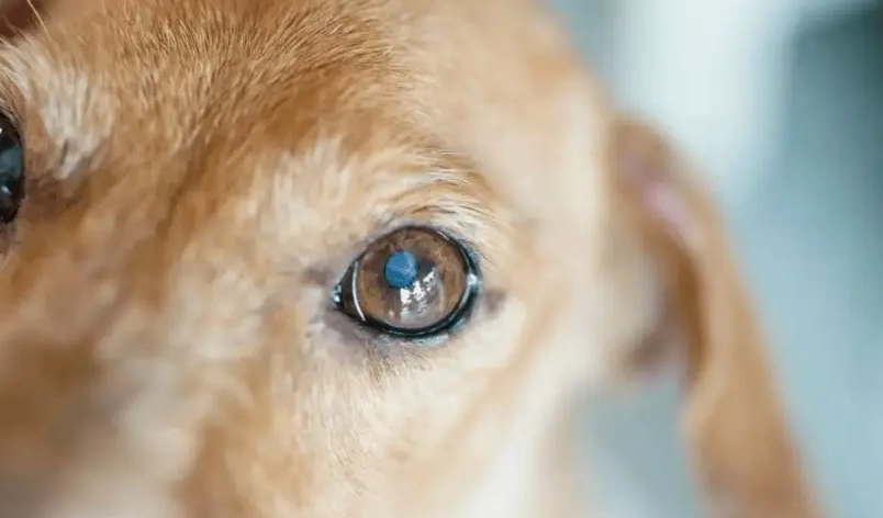 狗眼睛長水泡原因