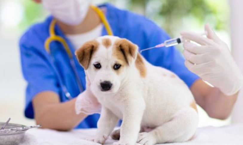 狗狗疫苗副作用