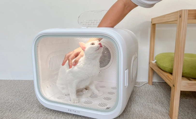 貓咪洗澡不吹乾後果