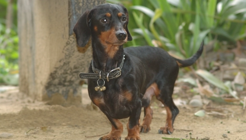 臘腸狗常見錯誤