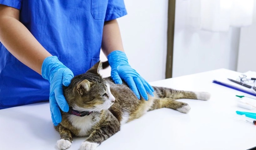 貓血尿檢查完整指南：原因、流程與預防方法