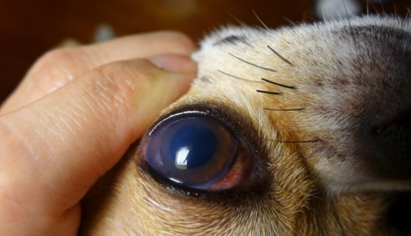 狗狗眼睛有一層透明膜：完整健康指南與處理對策