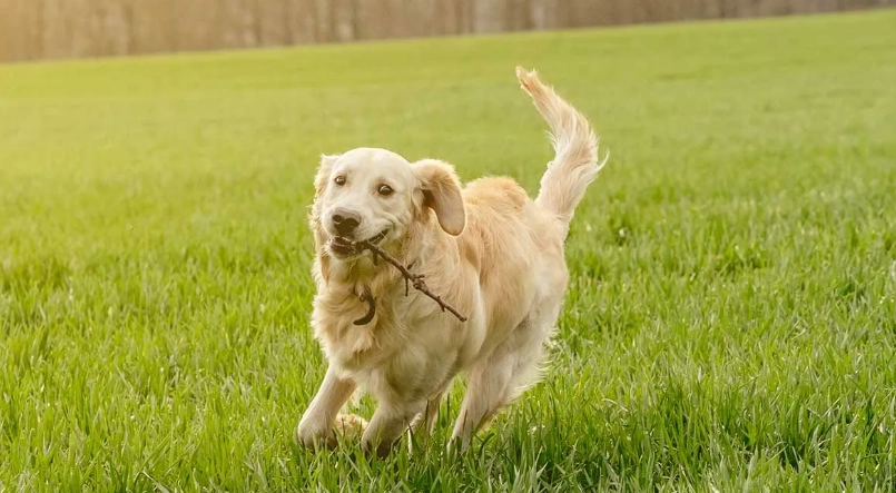 如何延长黃金獵犬壽命