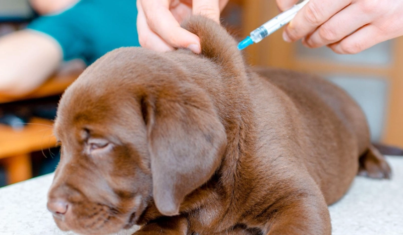 狗狗疫苗八合一完整指南：保護範圍、施打時程與常見問題解析