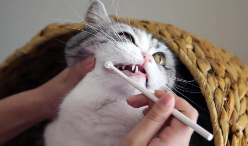 貓咪口腔護理