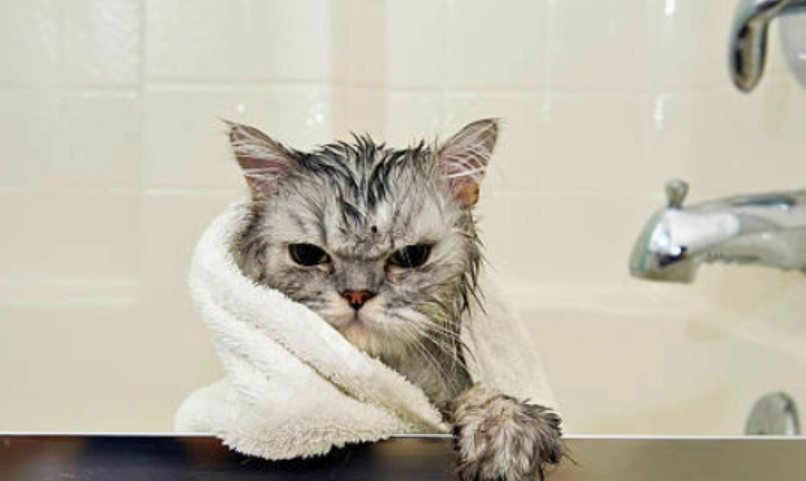 貓咪洗澡不吹乾的隱藏危機：獸醫詳解正確吹乾步驟與工具推薦