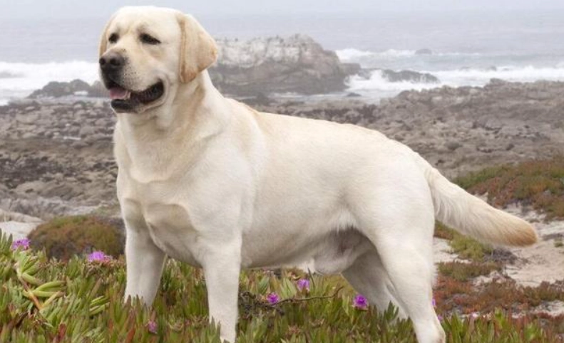 拉布拉多犬缺點