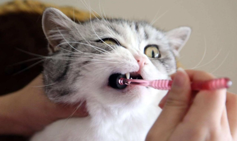 貓咪刷牙頻率全攻略：多久刷一次？專家教你正確護理