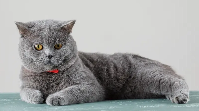 貓咪姿勢代表什麼意思？20種常見貓咪姿勢全解析