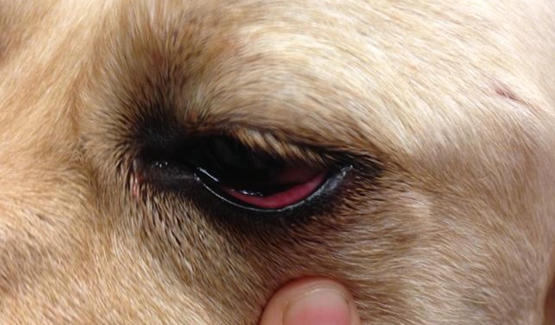 狗狗角膜水泡治療