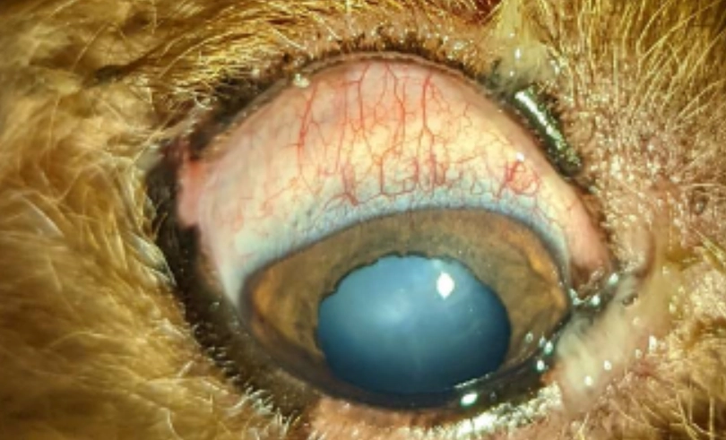 狗眼睛透明膜护理