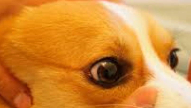 狗狗角膜水泡治療