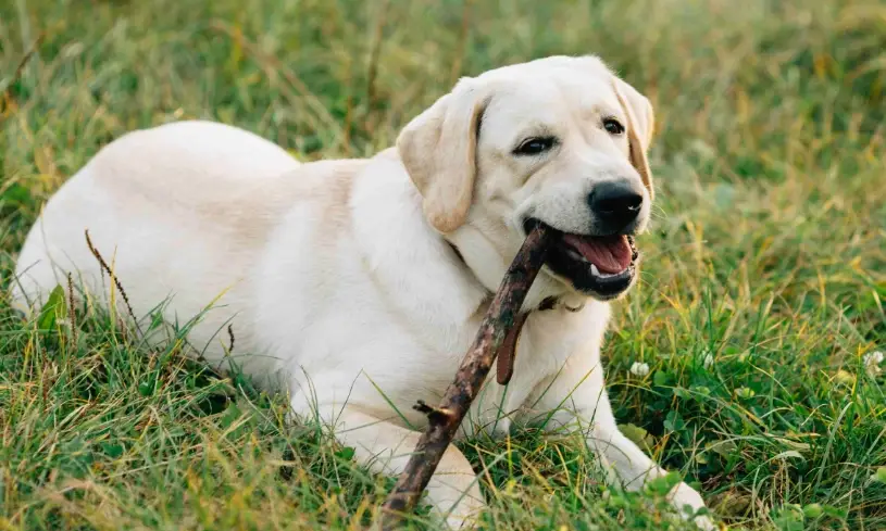 拉布拉多犬問題