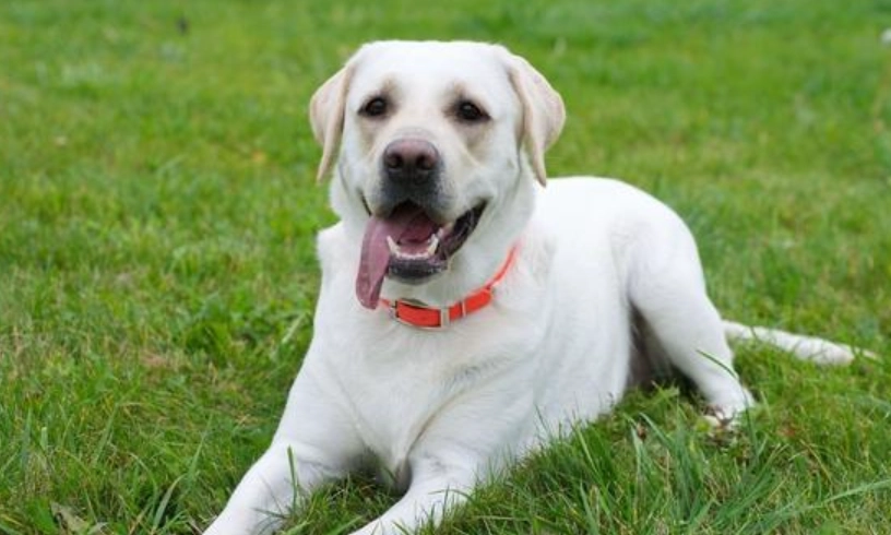 拉布拉多犬的缺點全解析：飼養前必須知道的五大挑戰