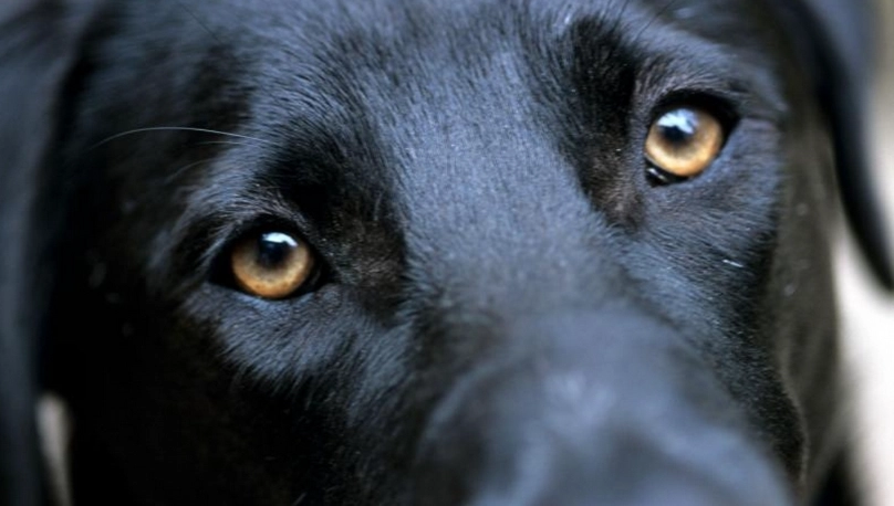 狗眼睛長水泡原因