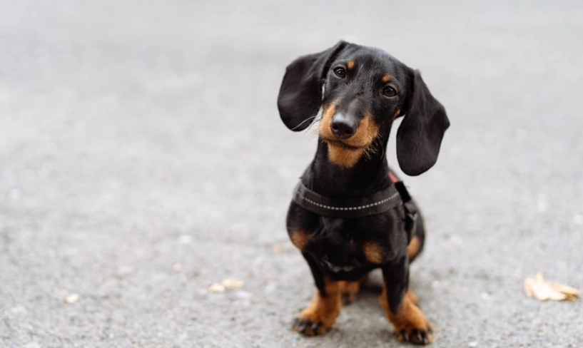 臘腸狗飼養禁忌