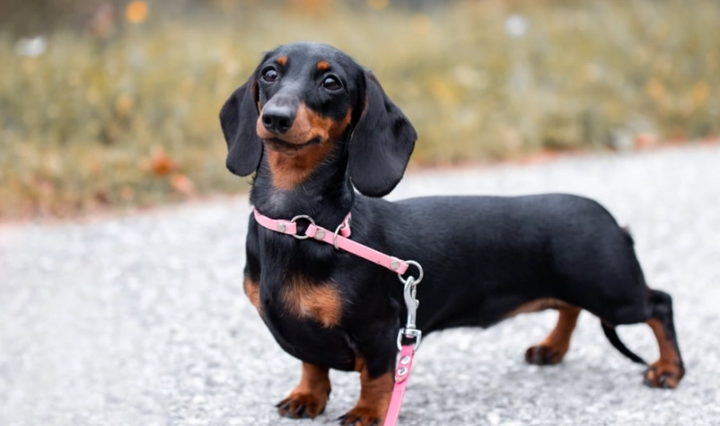 臘腸狗健康注意事項