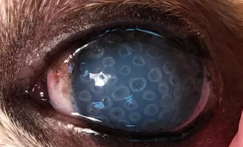 狗狗角膜水泡治療