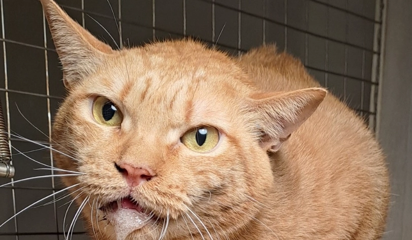 貓咪流口水泡沫：原因解析、緊急處理與預防全攻略