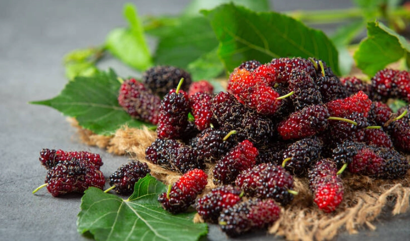 桑葚的驚人功效：從抗氧化到護眼，完整健康指南與實用秘訣