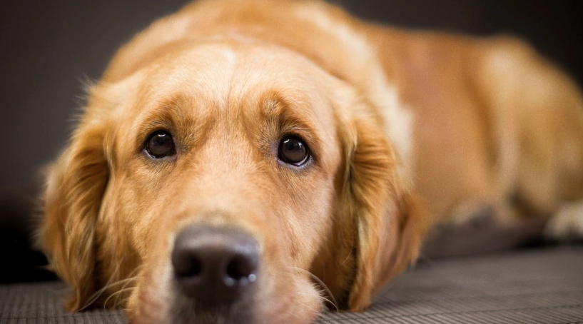 黃金獵犬壽命全解析：平均幾年、延長秘訣與常見問題