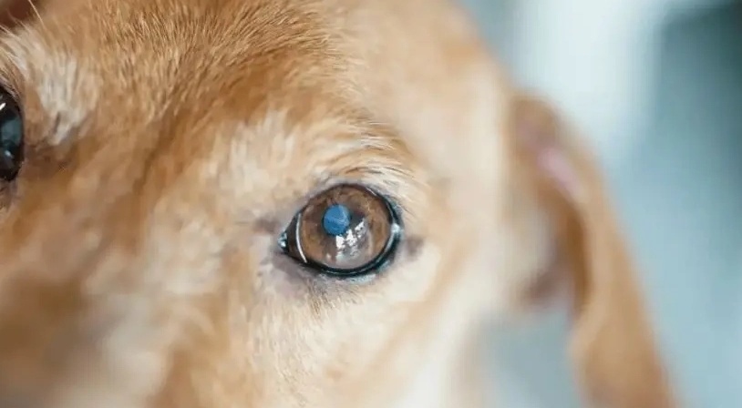 狗眼睛透明膜护理