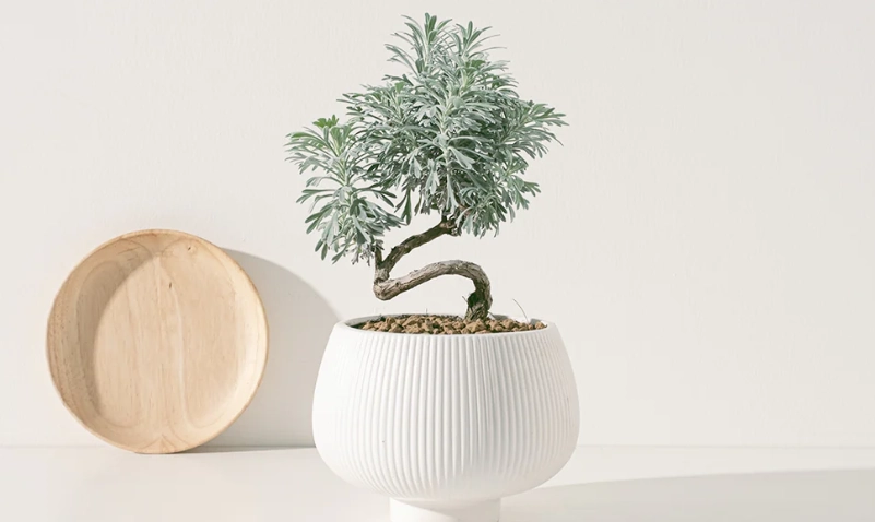 芙蓉盆栽養護全攻略：從新手到高手的實用技巧與常見錯誤解析