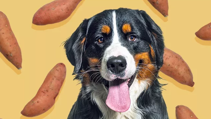 狗吃地瓜拉肚子怎麼辦？獸醫教你正確餵食與緊急處理