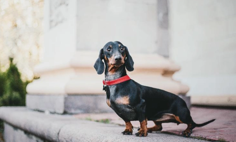 臘腸狗禁忌全解析：飼主必犯的10大錯誤與避坑指南