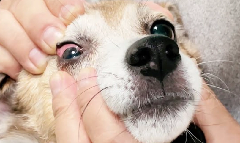 狗狗眼睛紅血絲別輕忽！獸醫解析原因、處理與預防全攻略