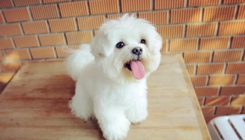 馬爾濟斯智商排名解析：聰明程度、訓練技巧與常見誤區