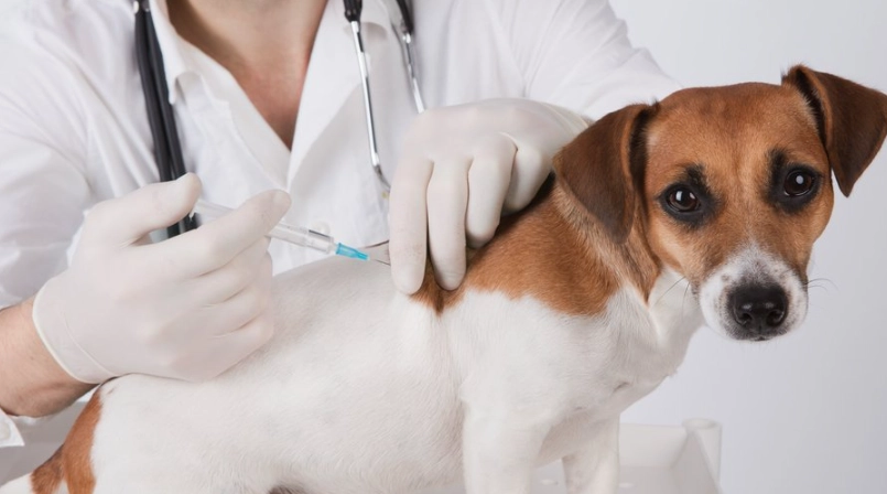 八合一疫苗施打時間