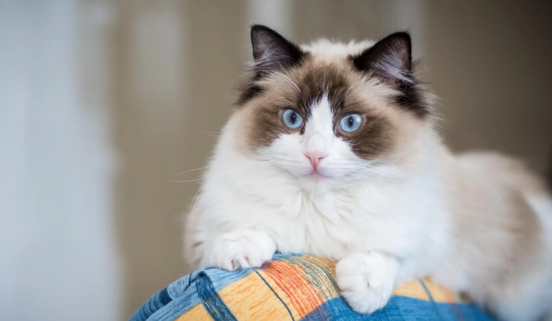布偶貓特徵全解析：藍眼睛、溫順性格與飼養須知