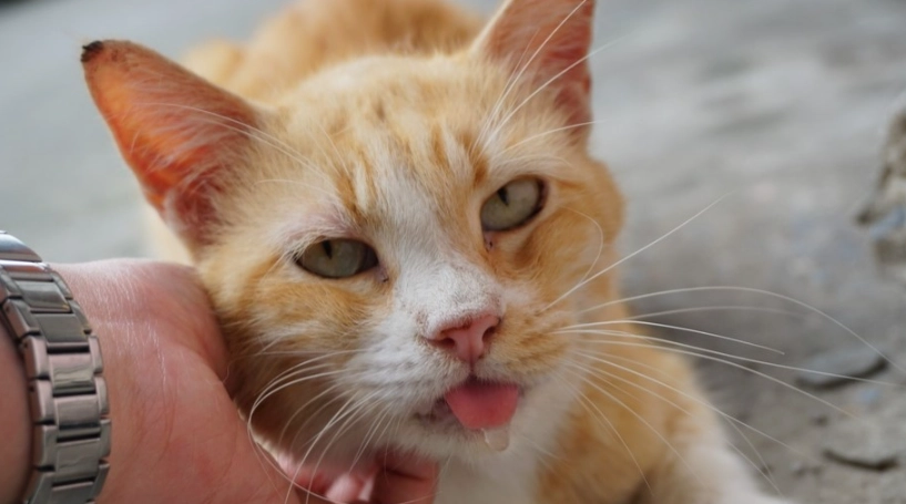 貓咪口吐泡沫處理