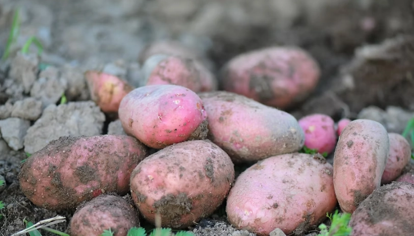 紅皮薯仔食譜全攻略：家常料理與保存技巧一次掌握