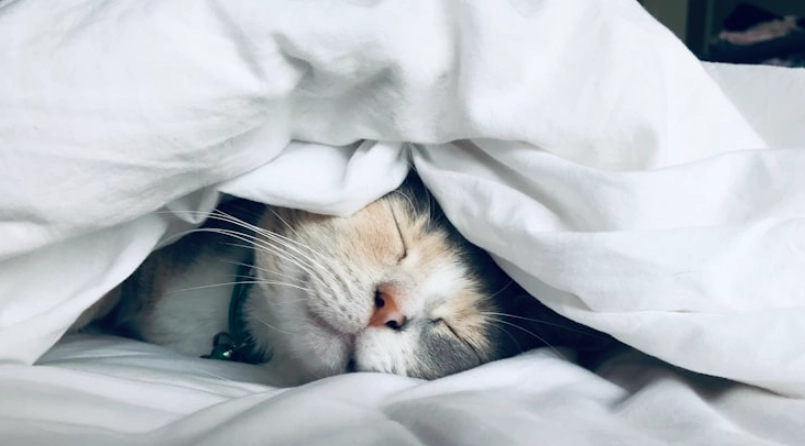 貓泌尿系統檢查