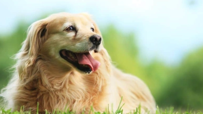 如何延长黃金獵犬壽命