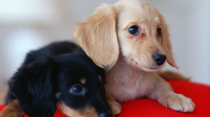 狗狗認知功能障礙綜合征