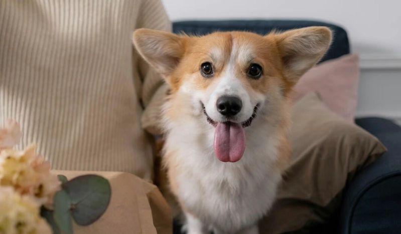 養狗要花多少錢？完整解析從購買到終老的費用清單